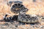 How to Tell the Age of a Rattlesnake