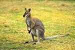 Are All Types of Kangaroos Nocturnal?
