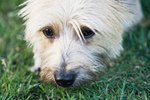 How to Heal Dry & Irritated Skin on Cairn Terriers