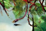 How to Know If Tadpoles Are Dead
