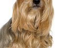 How to Get Tangles Out of a Yorkie Dog's Hair