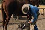 How to Trim Overgrown Long Hooves on Horses