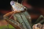 Tips on Caring for an Injured Praying Mantis