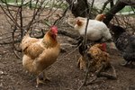 Natural Ways to Get Rid of Mites in Chickens