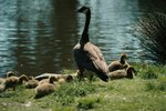 Natural Ways to Get Rid of Geese