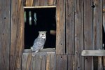 How to Keep Birds Out of a Barn