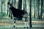 What Do Okapis Eat?