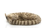 How to Care for a Pet Rattlesnake