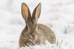 How to Feed Wild Rabbits in the Winter