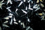 Sea Animals That Eat Plankton