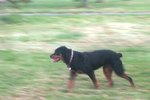 how to fatten up a yorkie how to feed yorkies a diet animals me how to fatten up a yorkie how to feed yorkies a diet animals me