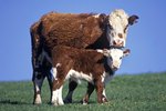 Cool Cow Facts for Cow Appreciation Day