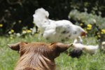 Do Dogs Attack Hens?