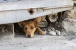 Facts About Street Dogs in Mexico