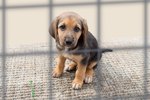 How to Help Dogs in Puppy Mills