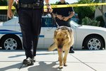   The Relationship Between K9 Officers and Their Dogs