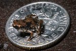 The World's Smallest Miniature Animals