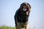 What Are Triggers for Aggressive Dogs?