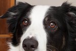 A Natural Cataract Cure for Dogs