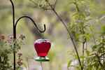 How to Feed a Hummingbird Using Sugar Water