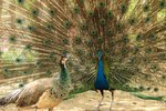 Visual Differences Between Male & Female Peacocks