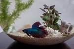 How to Decorate Betta Fish Bowls Using Plants