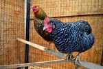 How to Show 4-H Chickens