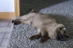Home Remedies for My Cat With a Cold