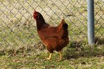 How to Raise Rhode Island Red Laying Hens