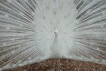 White Peacock Bird Information