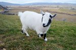 How to Use Ivomec Wormer in Goats