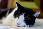 Are Flea Collars Safe for Cats?