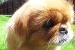 Information on a Chihuahua & Pekingese Mix