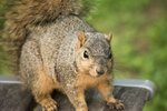 How to Tame a Wild Squirrel