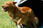 Dog Agility: A Sport for You and Your Pup