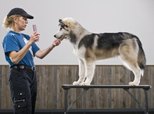 Can I Use Witch Hazel On My Dog S Folliculitis Can I Use Witch Hazel On My Dog S Folliculitis