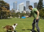 Traits &amp; Behaviors of the Blue Heeler Dog | Dog Care - The 