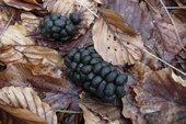 How to Identify Deer Poop