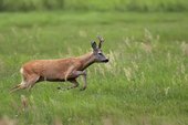 How to Fend Off a Charging Deer