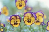 What Looks Good With Pansies?