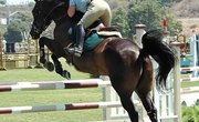 Equestrian Colleges in Wisconsin