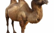 Preschool Camel Activities