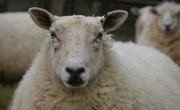 The History of Sheep Shearing