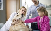 The Best Veterinary Schools in the World