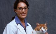 What High School Science Classes Are Required for Veterinarian Sciences?