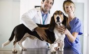 What Math Courses Are Needed in College to Be a Veterinarian?