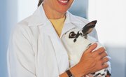 What Is the Difference Between a PhD in Veterinary Science & a DVM?