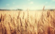 What Are Amber Waves of Grain?