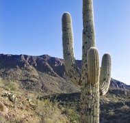 Jupiterimages/Comstock/Getty Images Arizona has unique bankruptcy allowances.