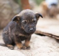 Jupiterimages/Photos.com/Getty Images 501(c)(3) regulations make it more attractive for taxpayers to donate money to save needy animals.